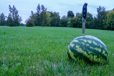Large watermelon bright red slice of watermelon on green grass in a forest on the nature in the...