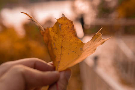 Maple leaf in autumn in yellow and corrective light
