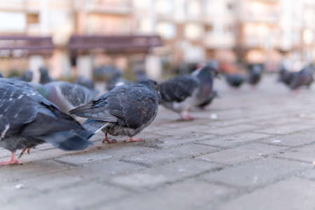 Dove gray with gray wild on the road of paving stones,. Around the buildings, a flock of birds.