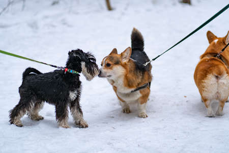 Miniature Schnauzer dog beard snow black, for portrait animal from purebred and adorable outdoor, og sport. Happy little doggy, hair grass funの写真素材