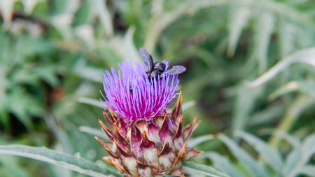 flat decorative violet space order cynara daylight blossom copy cardun dry lay composition