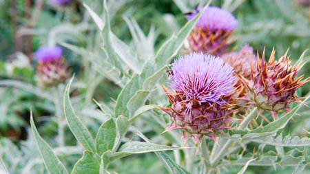 composition order space flat copy cynara dry violet decorative blossom daylight cardun layの写真素材