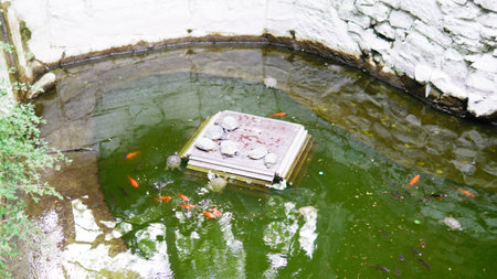 asian fish nature background carp red koi colorful japan animal beautiful gold waterの写真素材