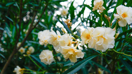 plant garden rose white flower flora pink summer bouquet bloom botanical color petal blossom natureの写真素材