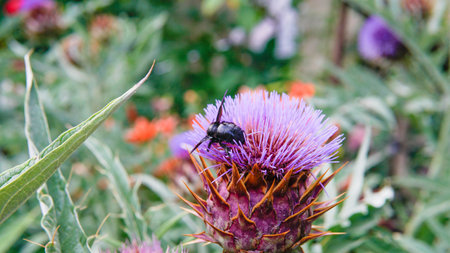 blossom flat lay cynara daylight space dry cardun copy composition violet order decorativeの写真素材