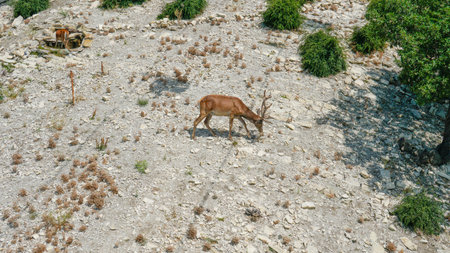 female brown deer mammal animal outdoor doe wildlife green nature grass wild youngの写真素材
