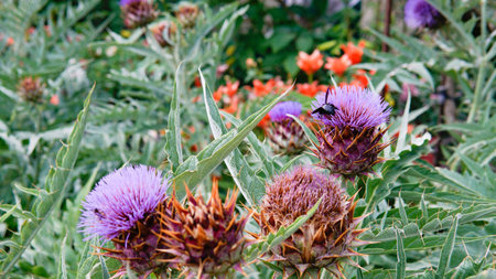 order composition dry violet space cardun daylight cynara copy decorative lay blossom flatの写真素材