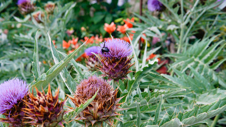 flat lay composition decorative dry blossom order violet space daylight cardun cynara copyの写真素材