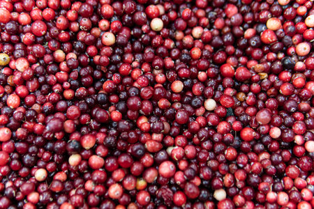 lingonberry market fruit food organic cranberry red fresh ripe healthy harvest background