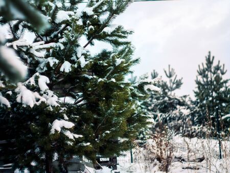 Winter coniferous groveの写真素材