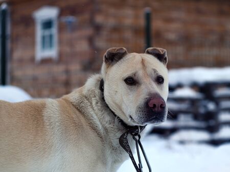 The look of a guard dog in the village against the background of a log house.の写真素材