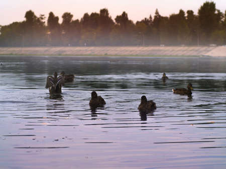 Photo of ducks swimming in the evening on the pondの写真素材