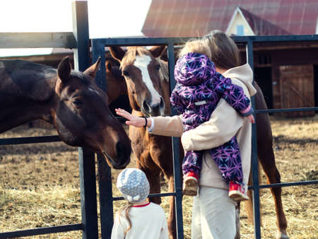 A vivid photo with a girl and her children stroking and feeding horses in a paddockの写真素材