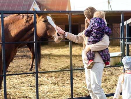 A vivid photo with a girl and her children stroking and feeding horses in a paddockの写真素材