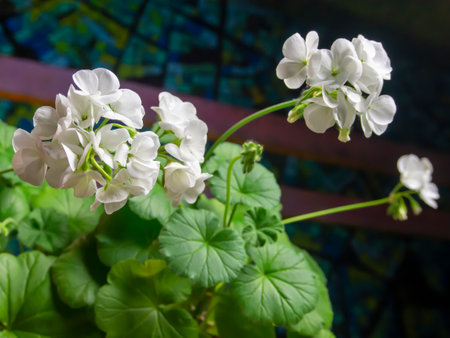 White geranium flowers in a pot on a background of green leavesの写真素材