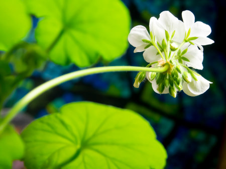 White geranium flower in the garden with green leaves on the backgroundの写真素材