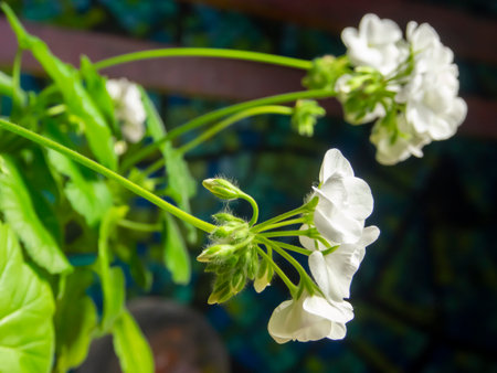 White geranium flowers in a pot on a background of the wallの写真素材