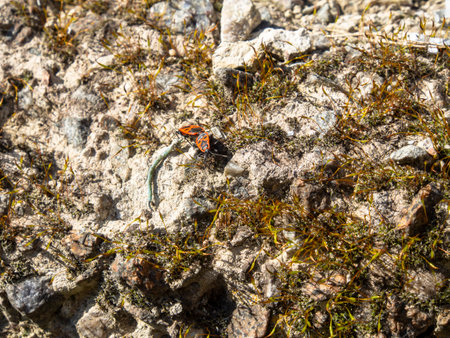 Red-beetle (Leptodea viridis) on the rocks.