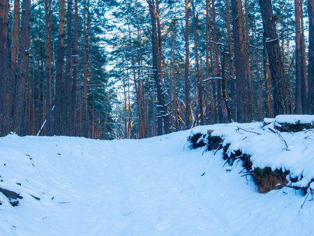 Snowy path in the pine forest at sunset. Beautiful winter landscape.の写真素材
