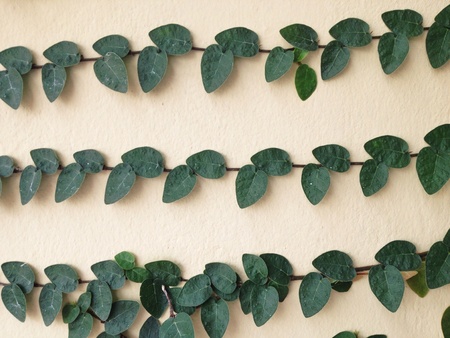 Climbing fig on wallの素材