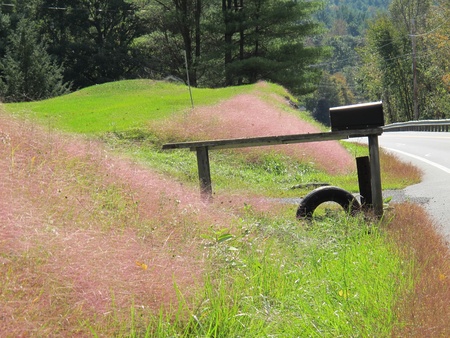 Red Grass Green Grassの写真素材