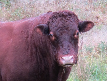 Red Bullの写真素材