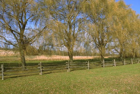 Late summer willow trees and wooden fenceの写真素材