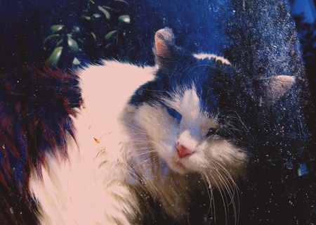 B W cat behind the windowの写真素材