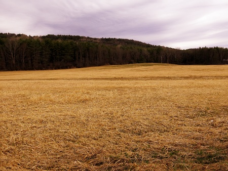 Brown field grass with tree hedge and purple sky