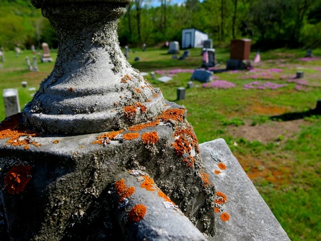 Orange Moss on concrete gate post