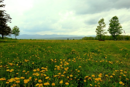 Dandelion meadow on a cloudy day in Randolph Vermontの写真素材