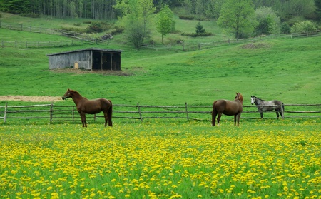 Horses in Dandelion meadowの写真素材