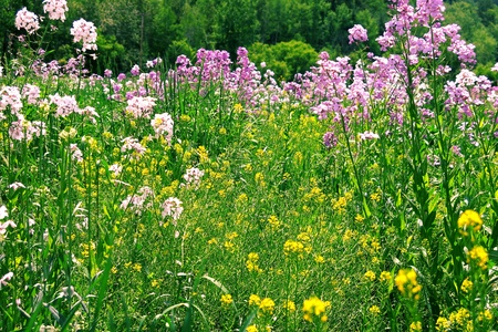 Afternoon wildflowersの写真素材
