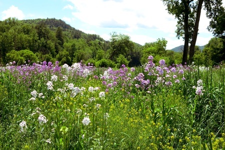 Purple and white wildflowersの写真素材
