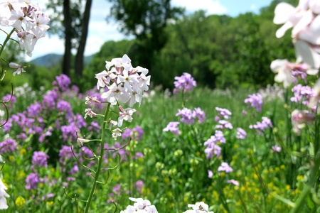 Meadow of wildflowers in the afternoonの写真素材