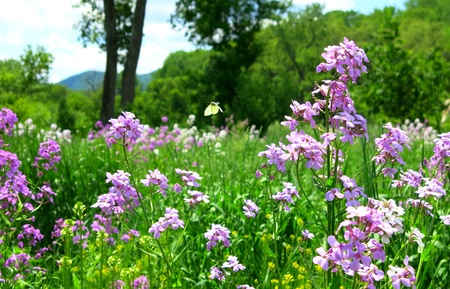 Little butterfly with purple wildflowersの写真素材