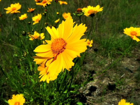 Soft yellow wildflower in the afternoon sunlightの写真素材
