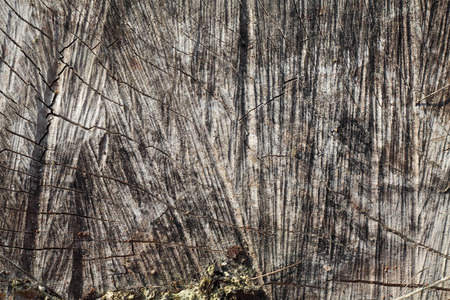 Texture of old tree closeup の写真素材