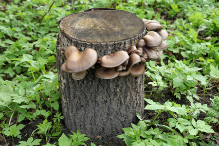 Oyster mushrooms growing on a stump の写真素材