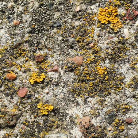 Texture of stone with yellow mushrooms closeupの写真素材