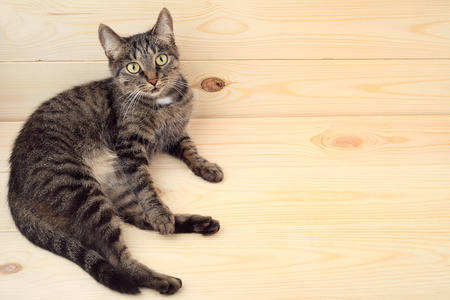 Cat lying on the wood floor with copyspace.の写真素材
