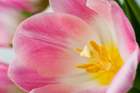 beautiful tulip close upの写真素材