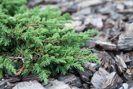 Element of landscape design closeup. Juniper in the background of a tree bark.の写真素材