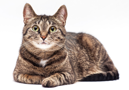 Tabby cat on white background.の写真素材