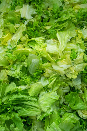 Chopped Fresh Green Lettuce Leaves closeup. Salad background.の写真素材