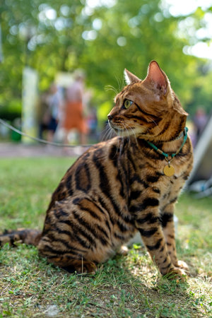 Young purebred Bengal cat. A pet cat on a walk.