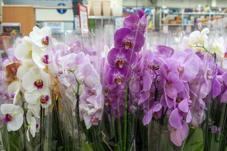 Orchids in garden shop. Various orchids sold in store.の写真素材