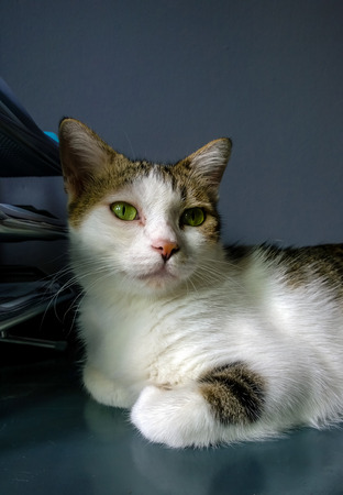Cat の写真素材
