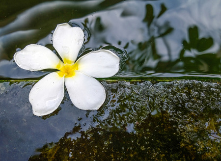 Plumeria flowerの写真素材