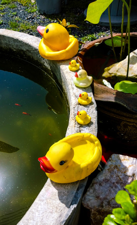 Rubber duck family pond edgeの写真素材